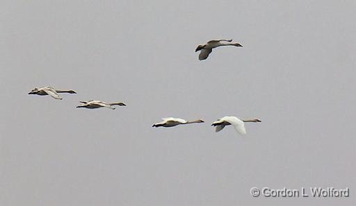 Swans In Flight_21984.jpg - Trumpeter Swan (Cygnus buccinator) photographed along the Rideau Canal Waterway at the Swale in Smiths Falls, Ontario, Canada.